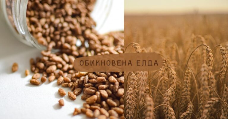Obiknovena Elda